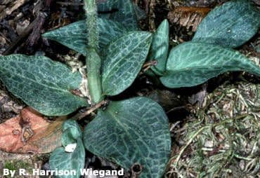 Goodyera tesselata 11
