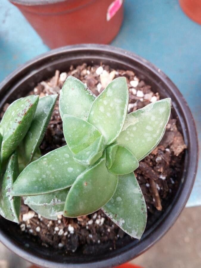 Crassula 15