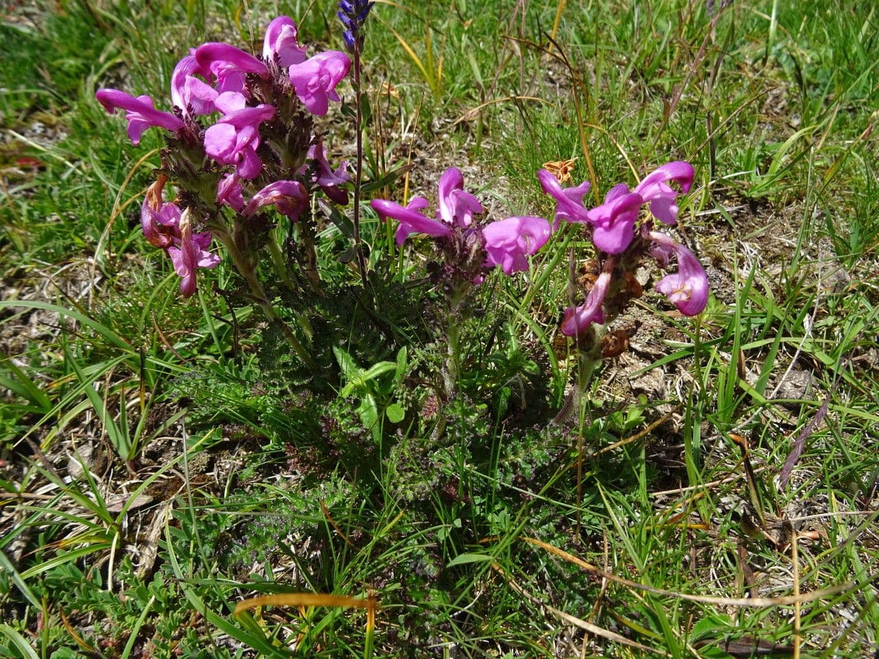 Pedicularis gyroflexa 17