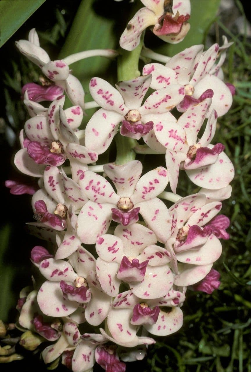Orchidea 3