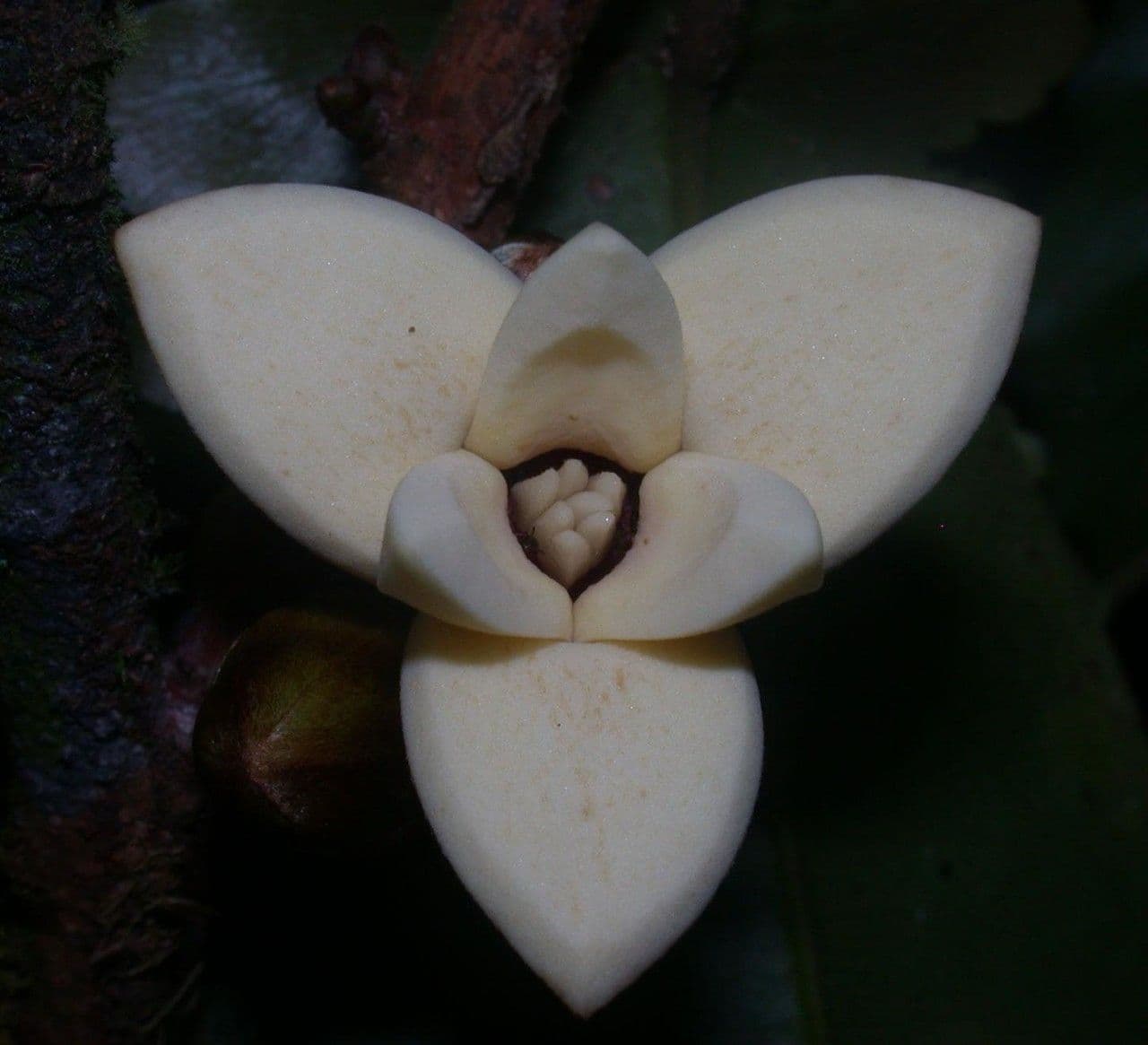 Xylopia 5