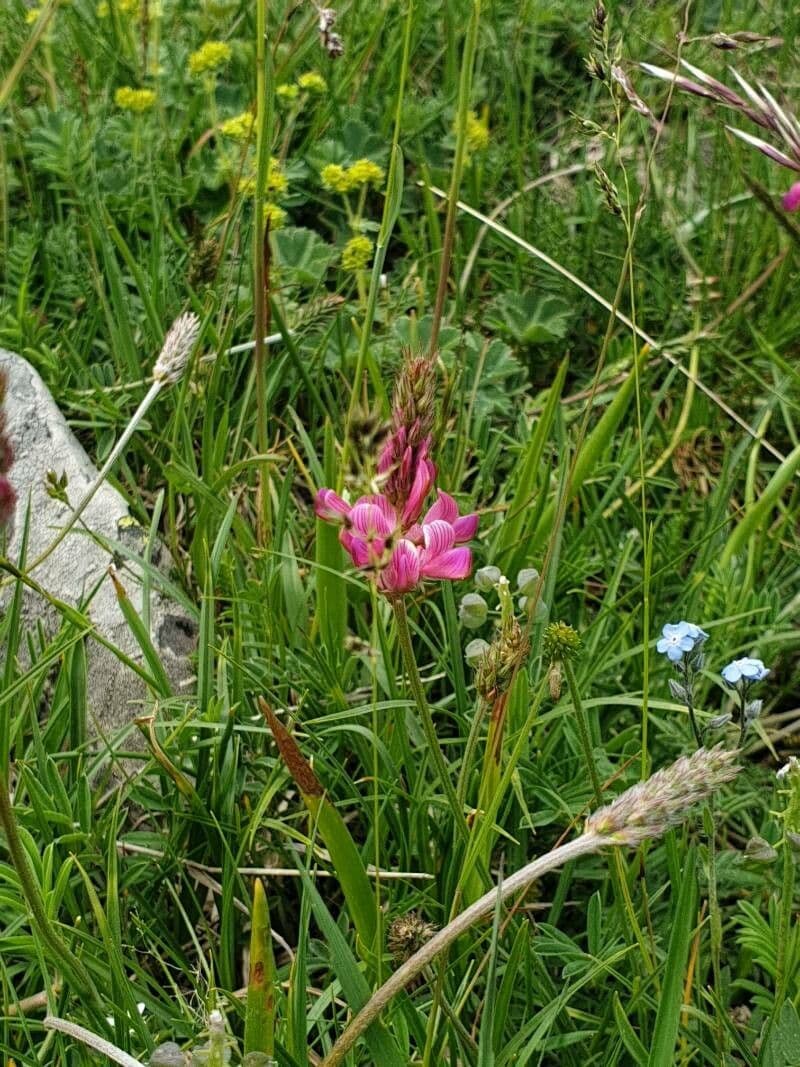 Onobrychis 4