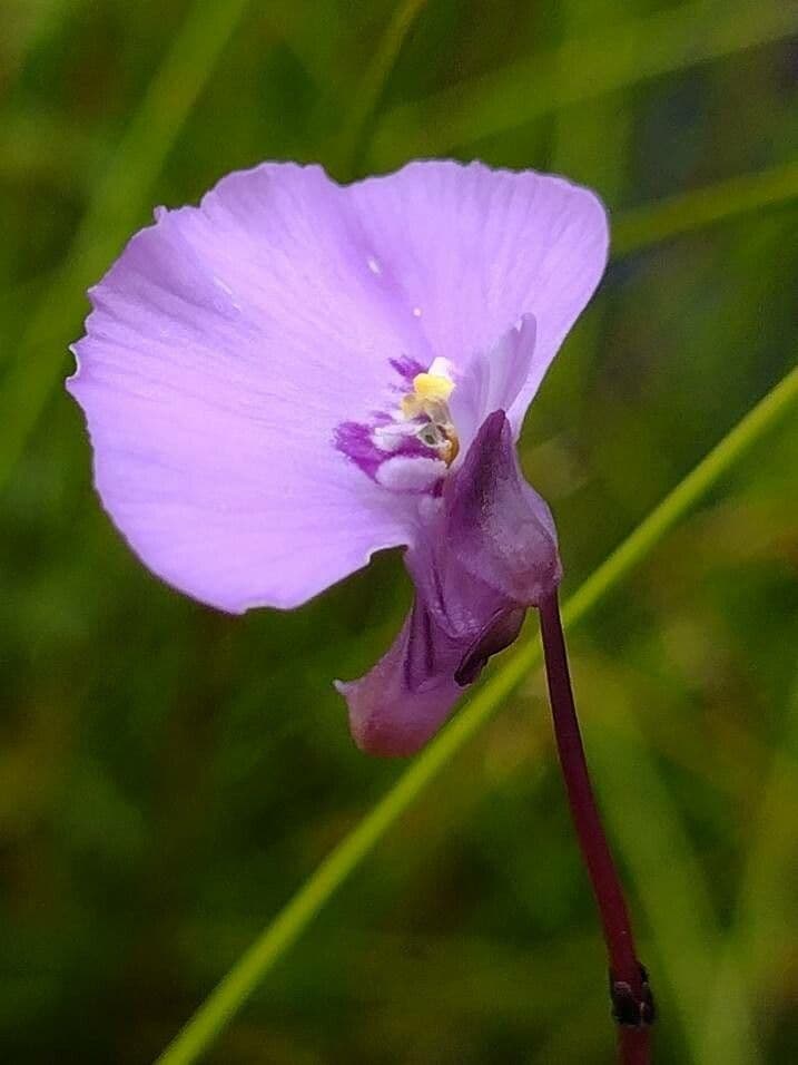 Utricularia 2
