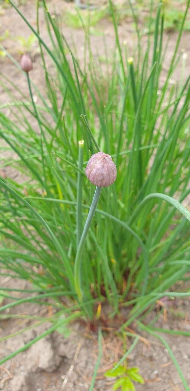 Erba cipollina
