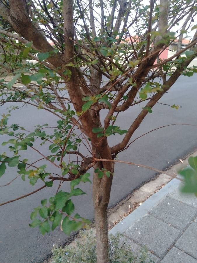 Lagerstroemia splendide 21