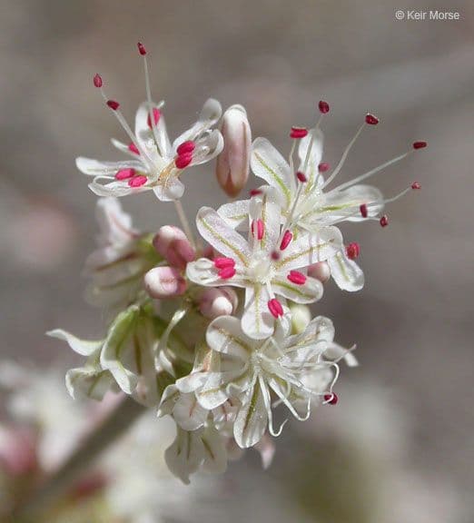 Eriogonum elongatum 5