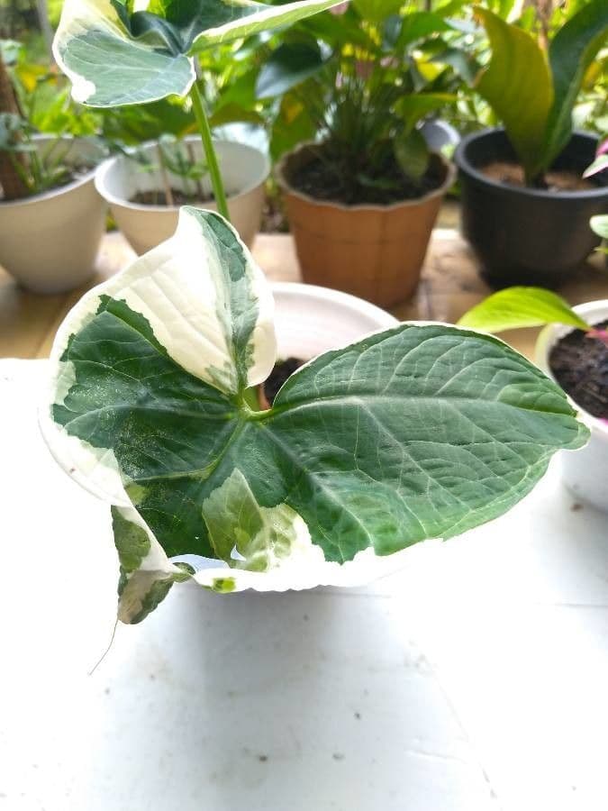 Taro 19