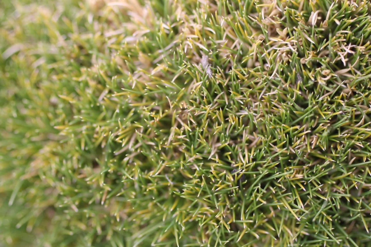 Aciachne 6