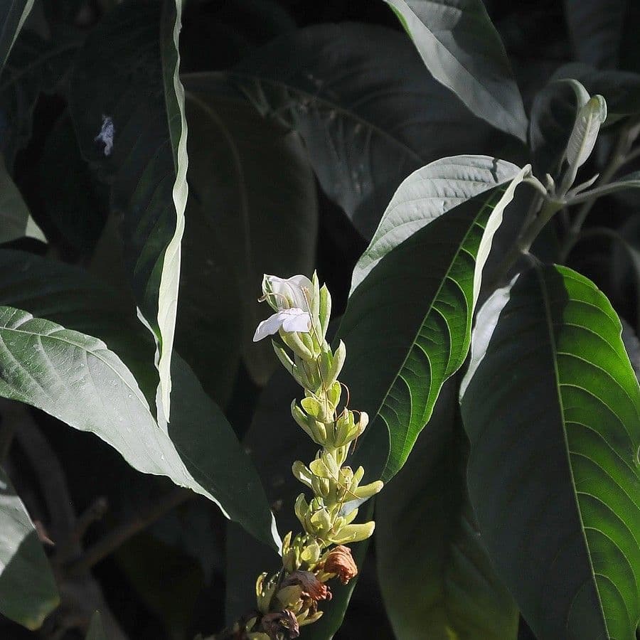 Noce di Malabar 17