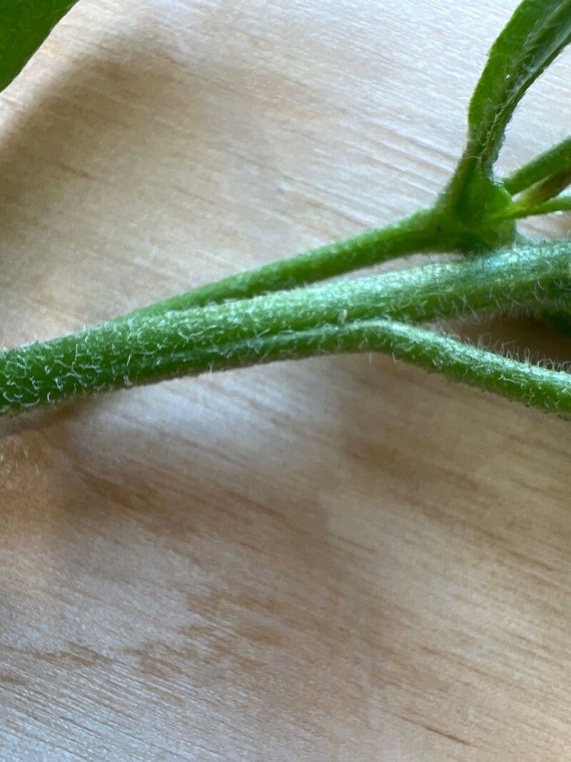 Lingua di bue officinale 28