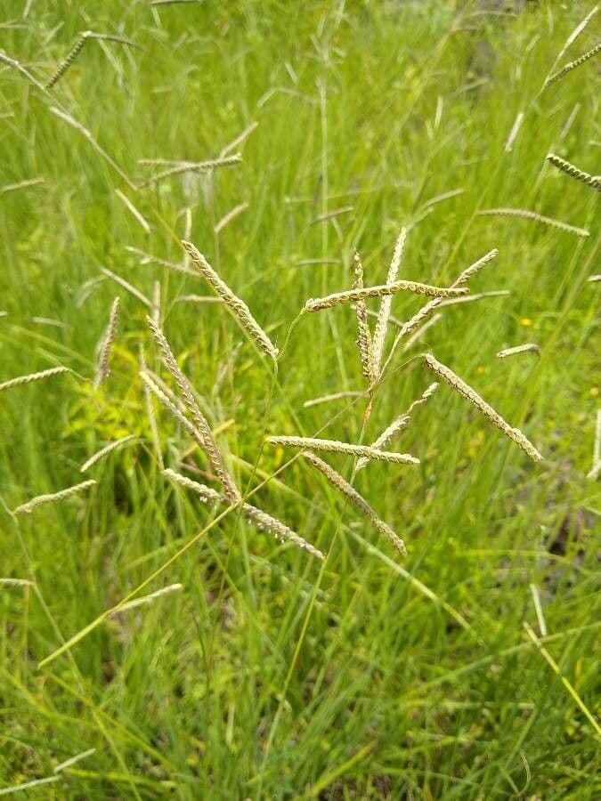 Paspalum plicatulum 7