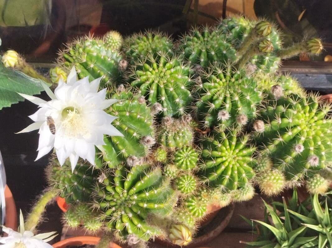 Echinopsis 6