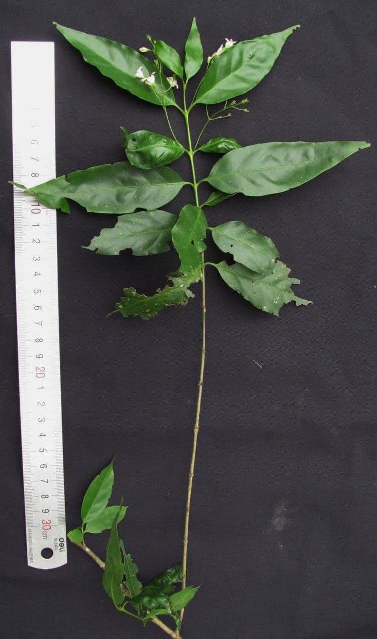 Chiococca alba 27