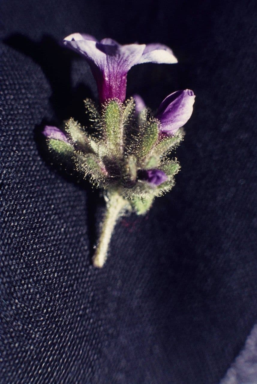 Polemonium