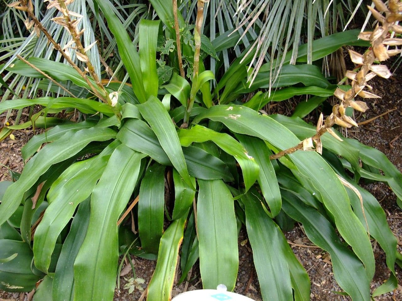 Pitcairnia 2