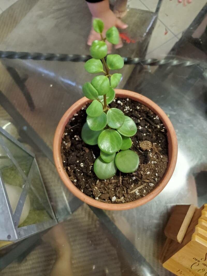 Peperomia 9