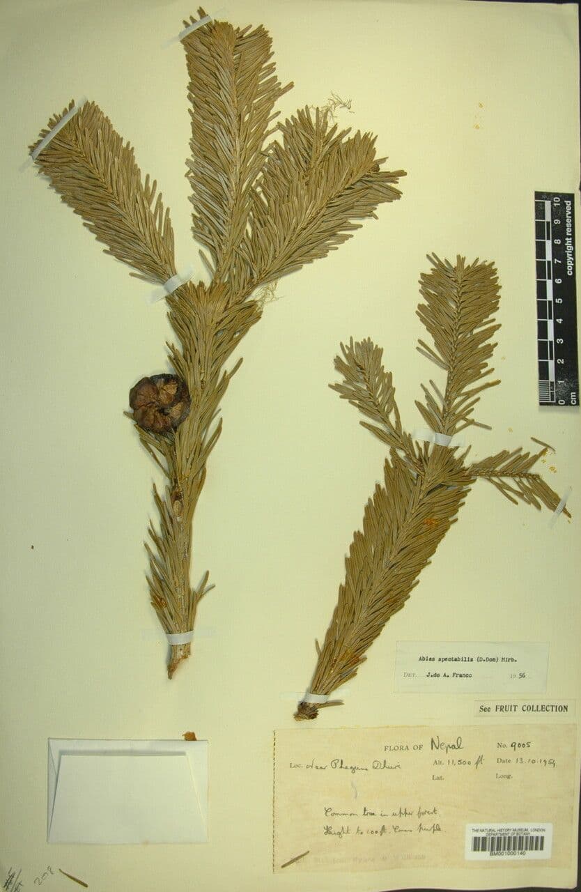 Abete dell'Himalaya 17