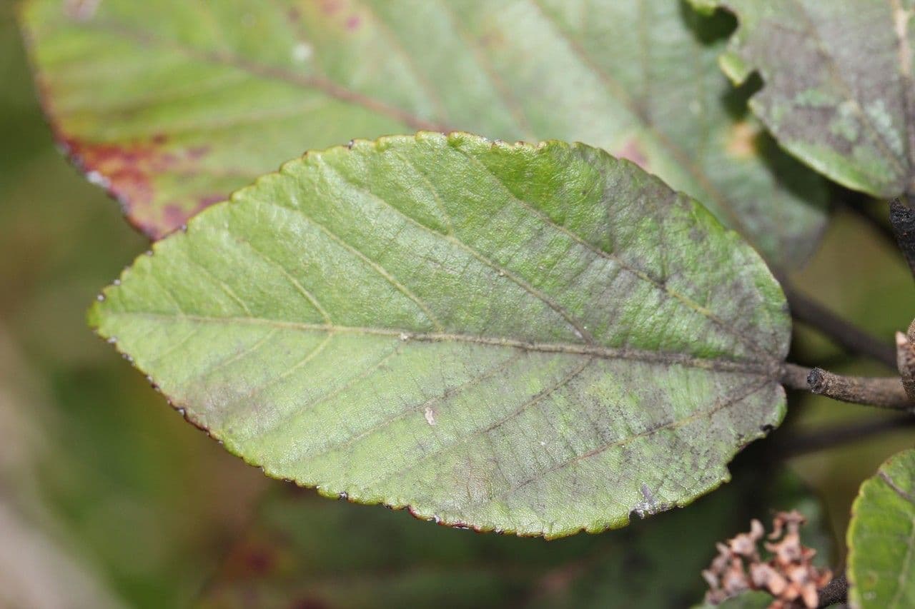 Dombeya 16