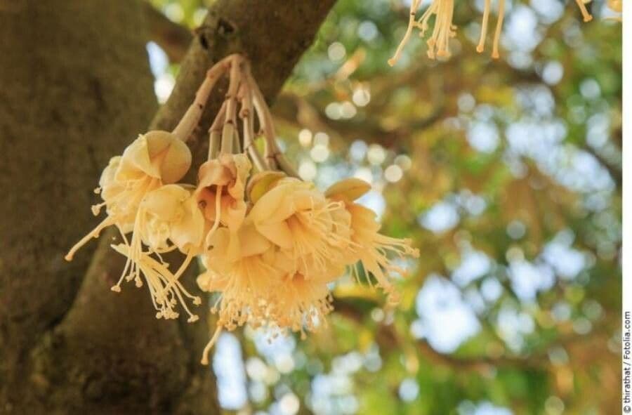 Durian 6