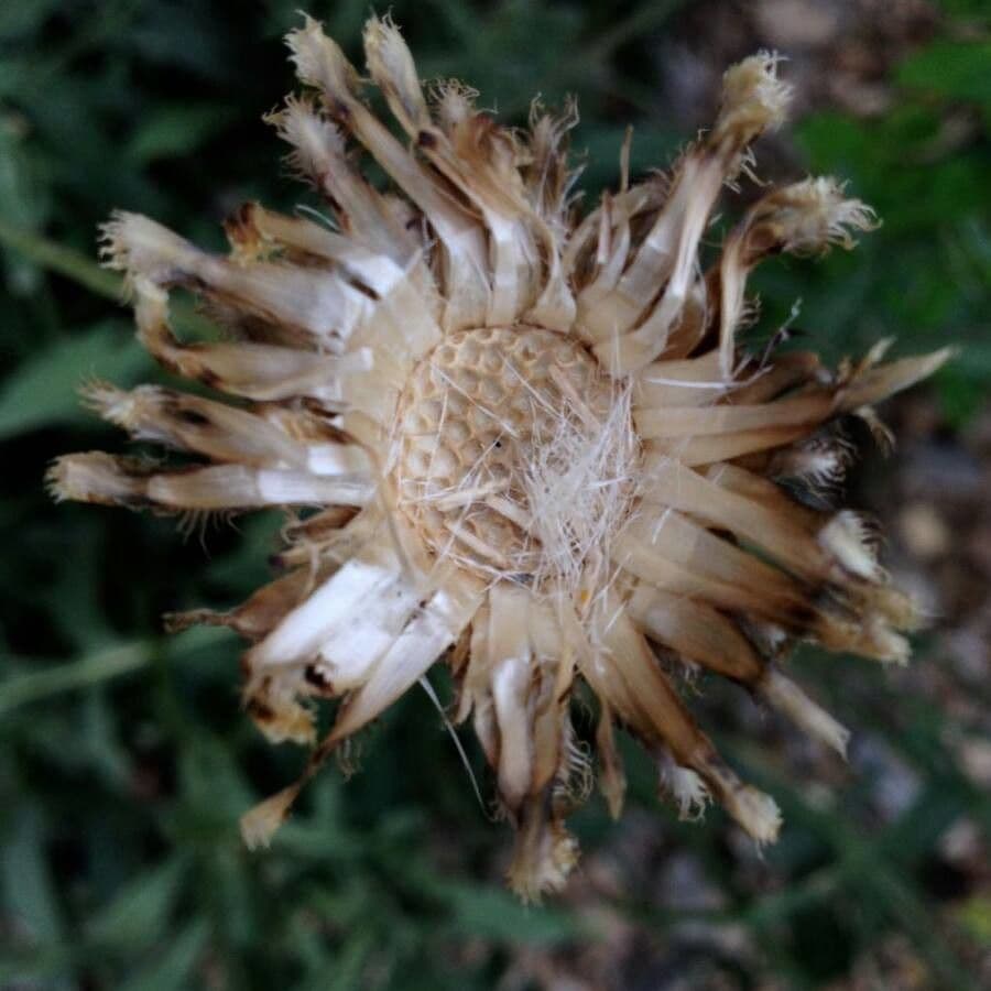 Centaurea vedovina