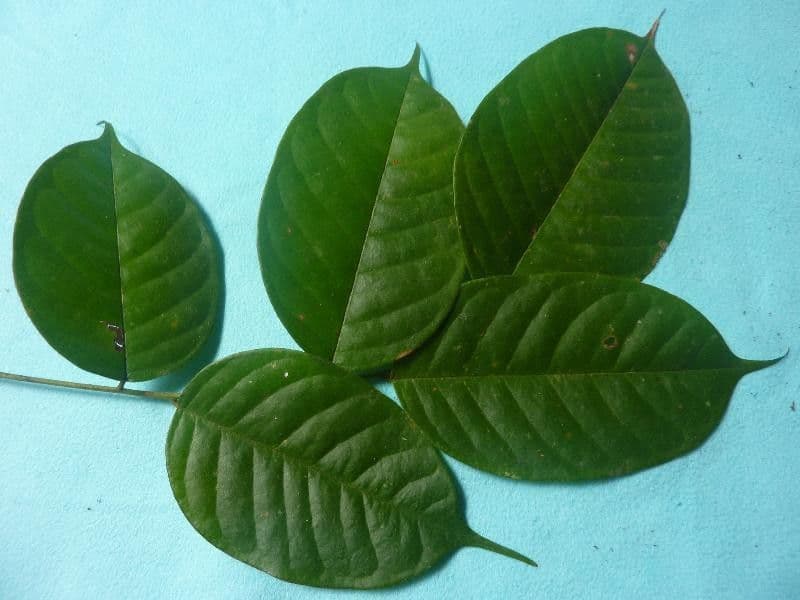Basralocus 9
