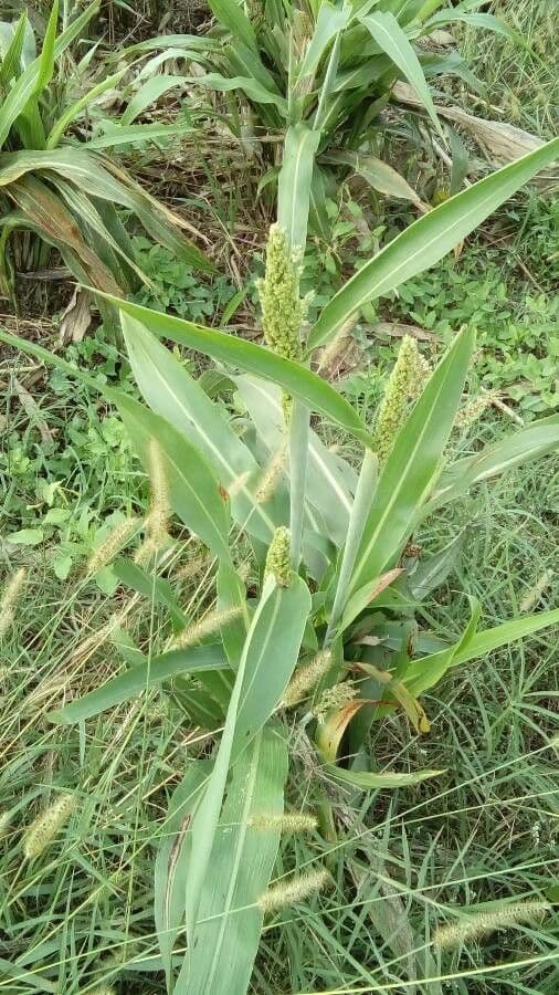 Sorgo 17