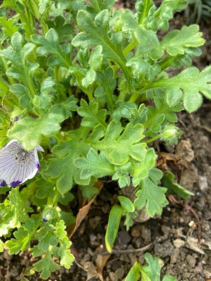 Pětiskvrnný 14