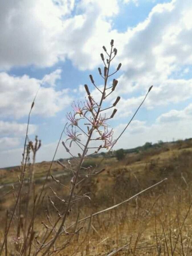 Drimia undata
