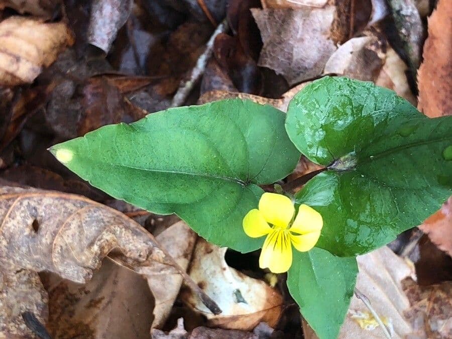 Viola hastata 4