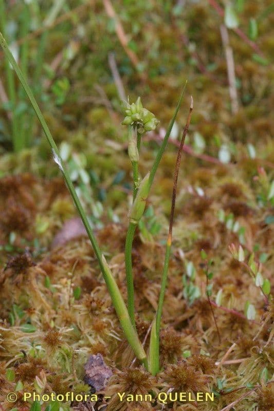 Blasenbinse 20