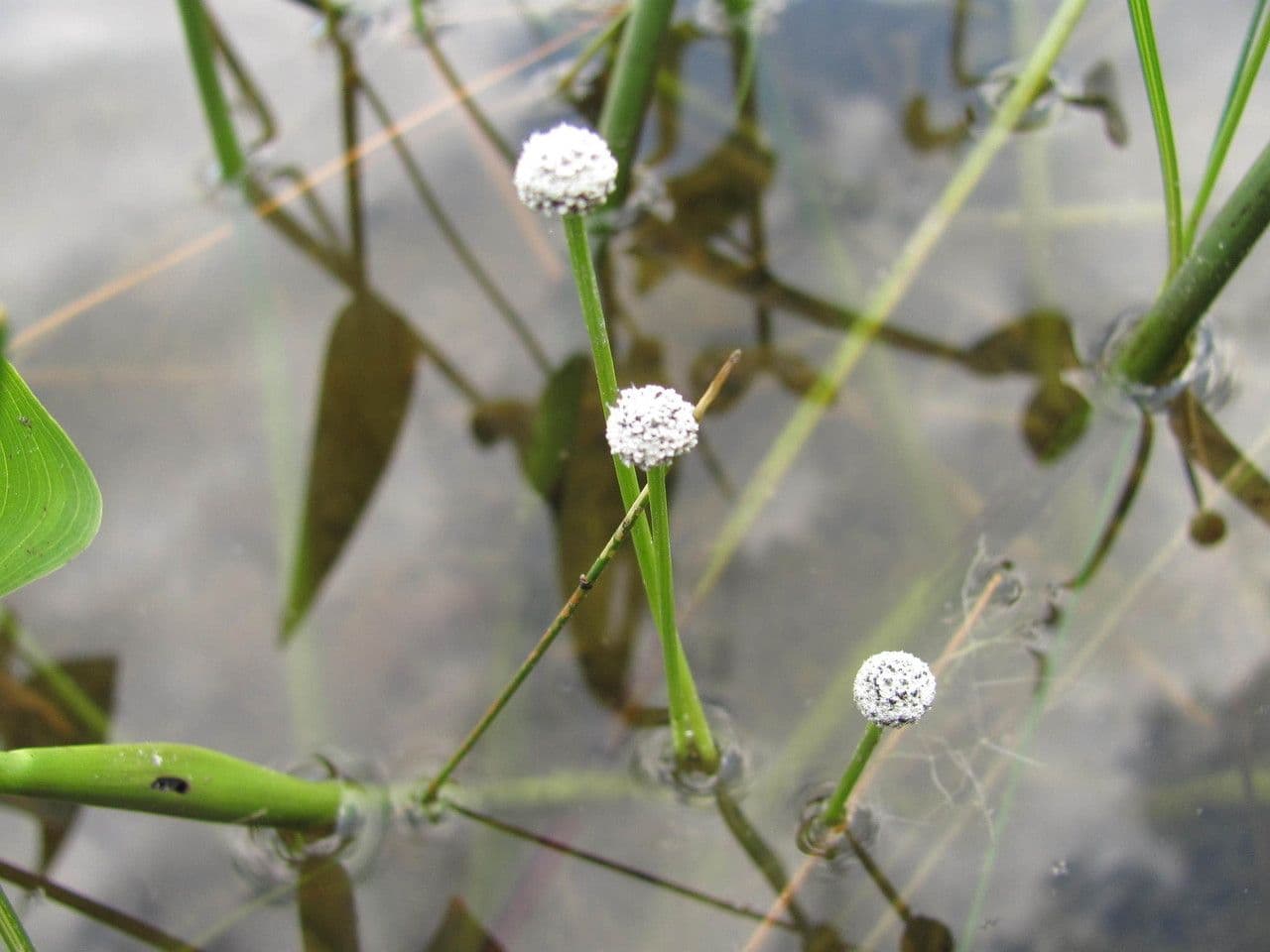 Eriocaulon acquatico 7