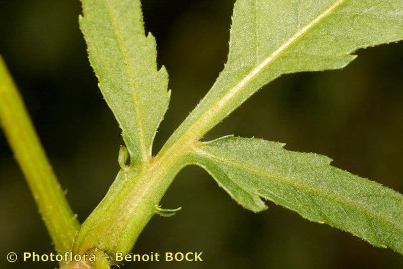 Bidens radiata 21