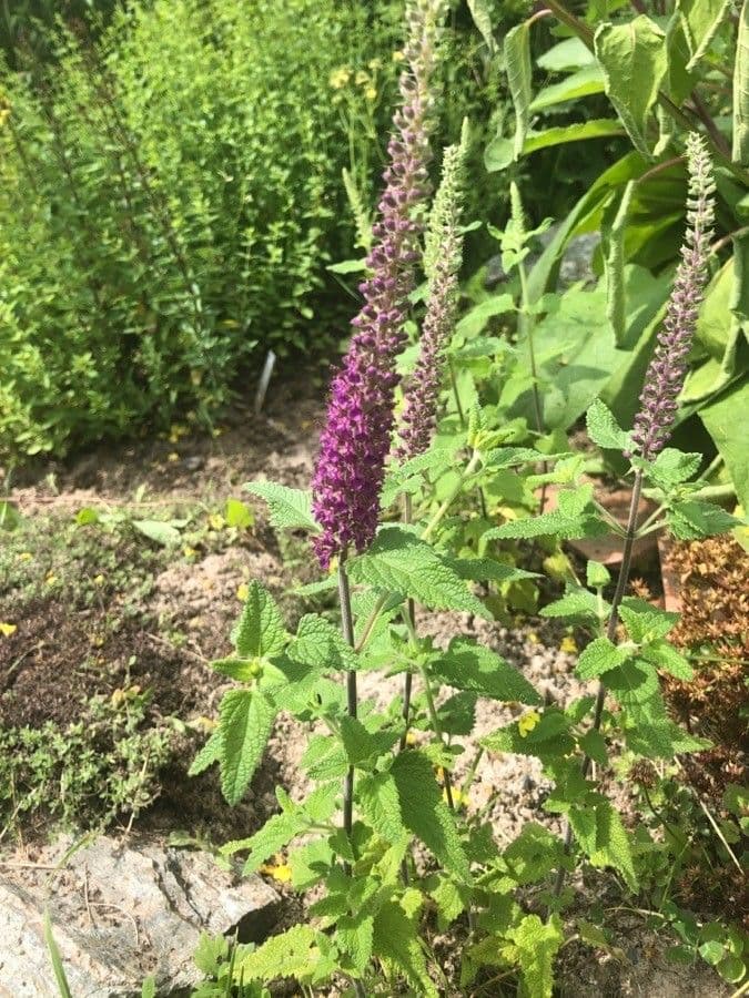Teucrium hircanicum 2