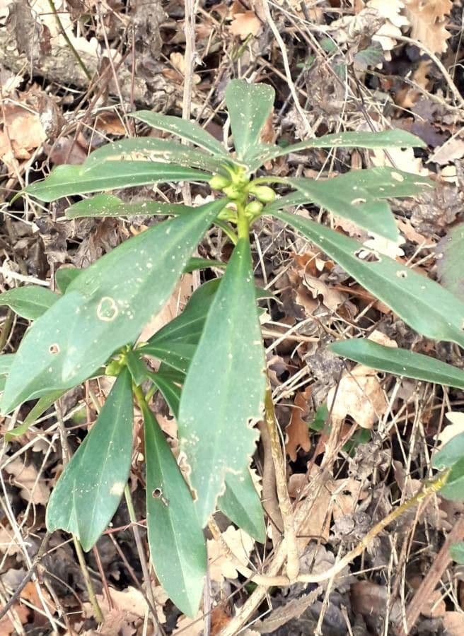 Olivella 2