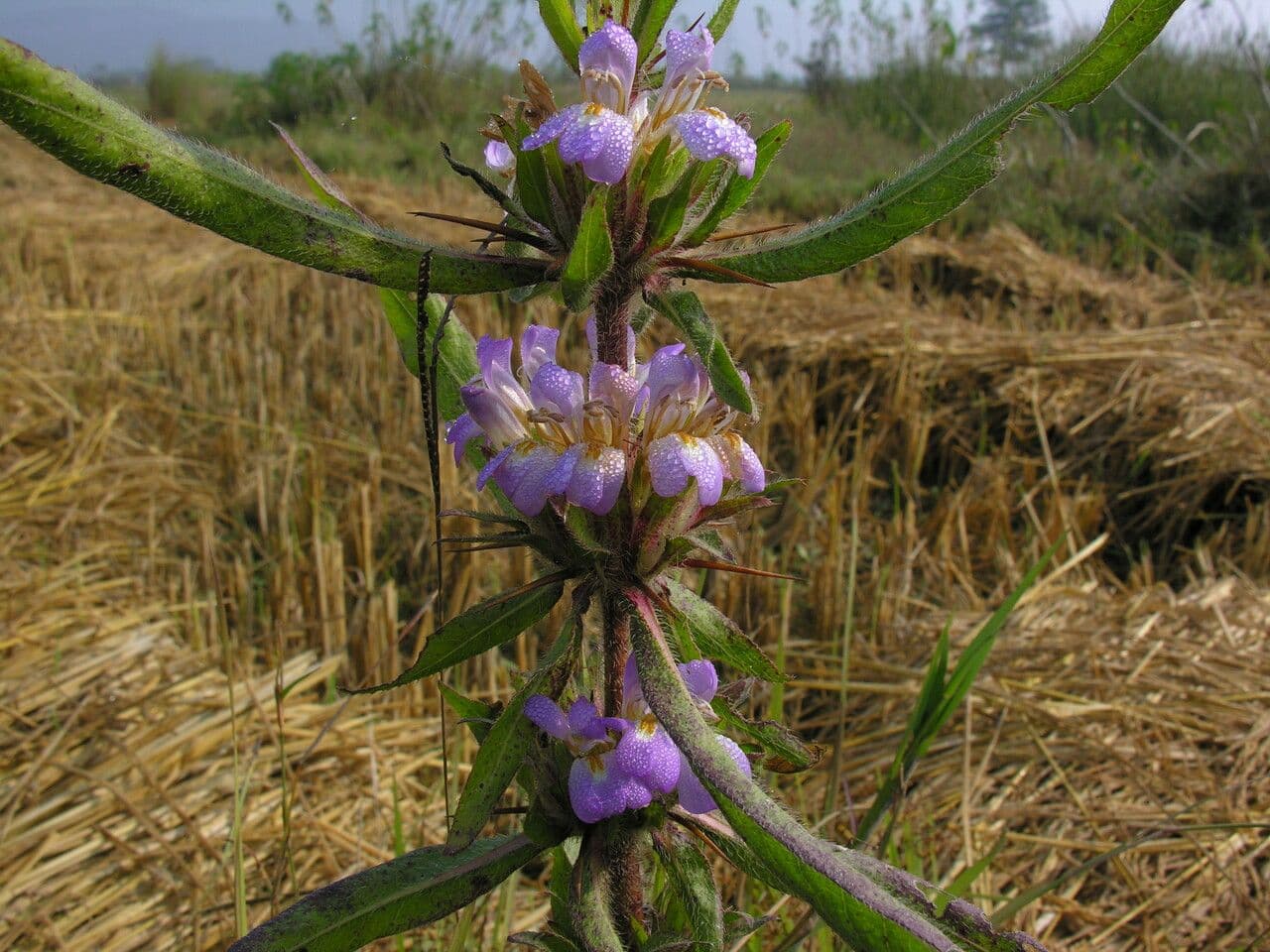 Hygrophila 10