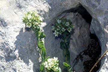 Telephium imperati 14