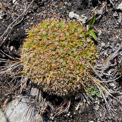 Paepalanthus 6