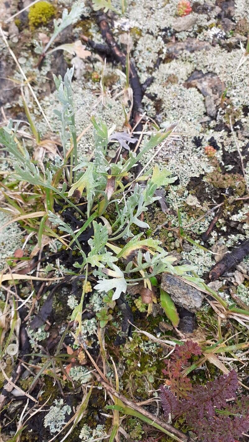 Achillea clavennae 19