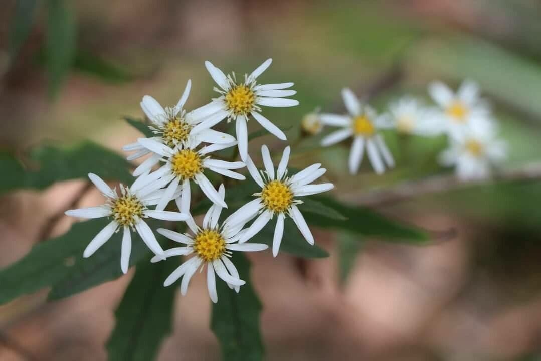 Olearia