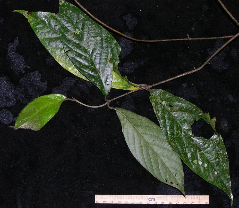 Hiraea 13