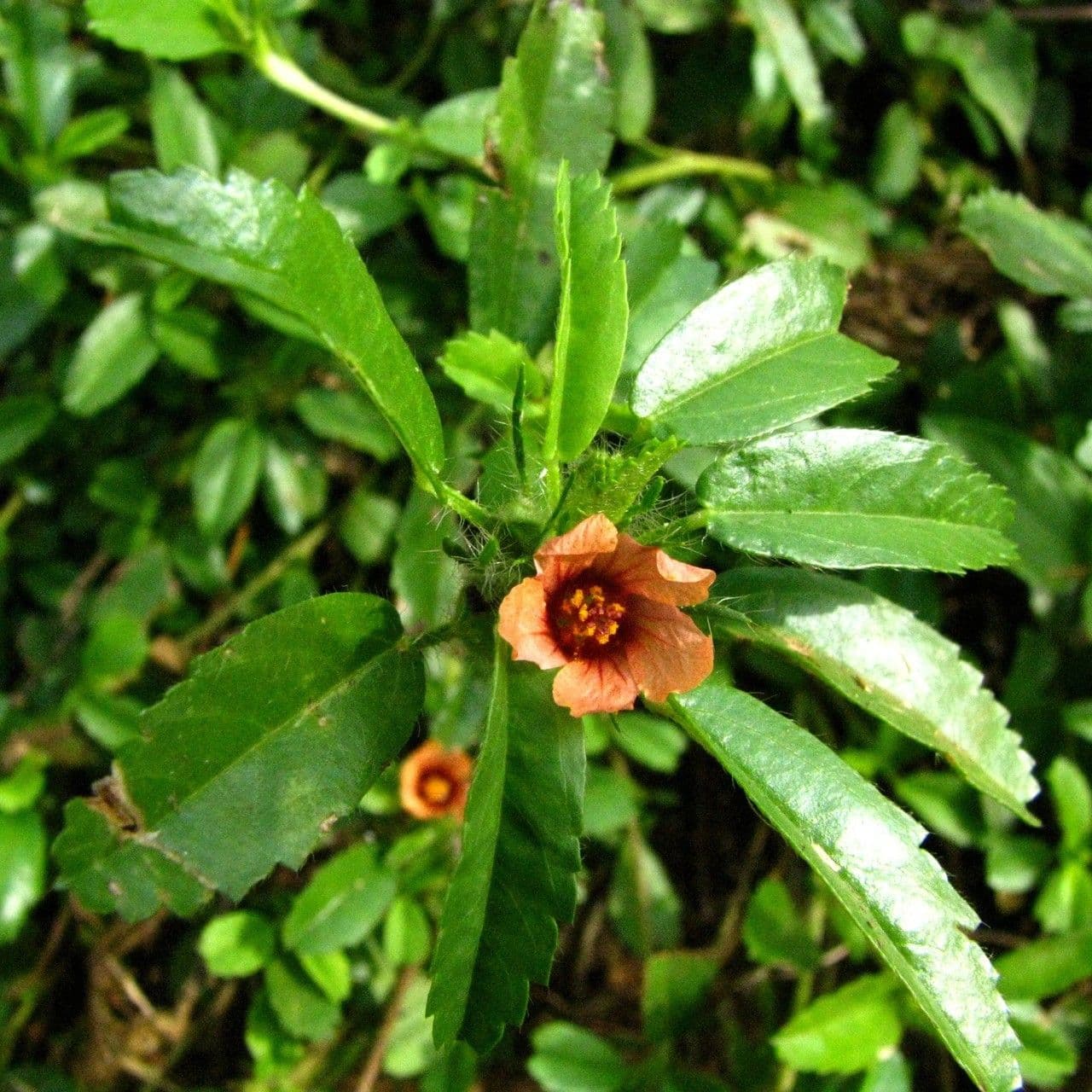 Sida 8