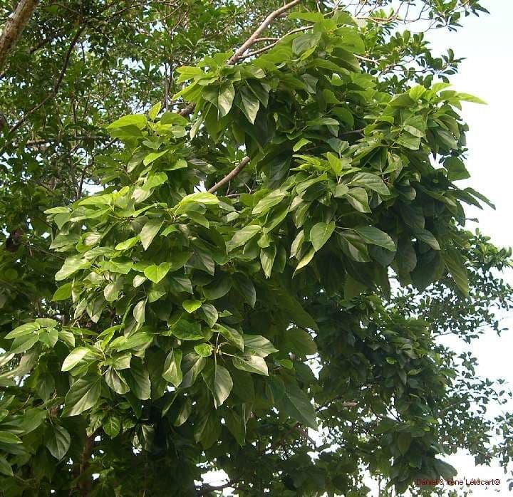 Cordia subcordata 14