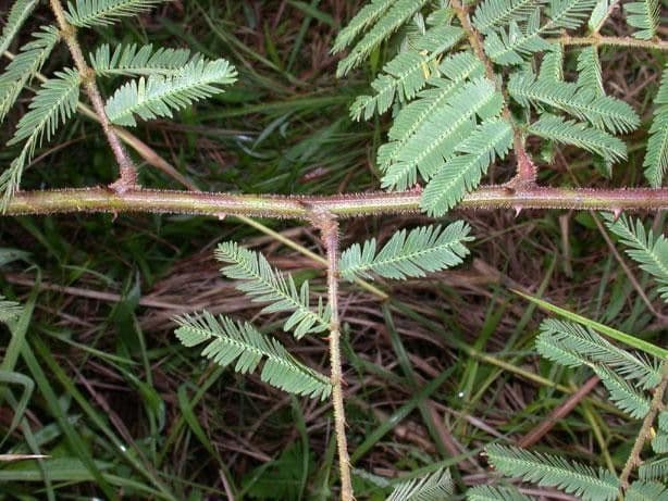 Mimosa 9