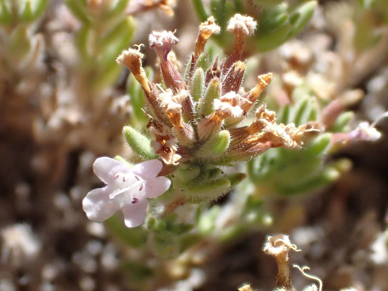 Micromeria