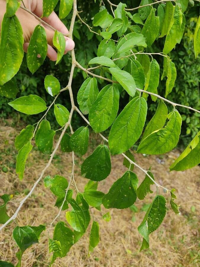 Celtis iguanaea 12