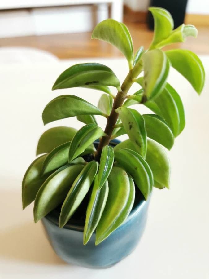 Peperomia 9