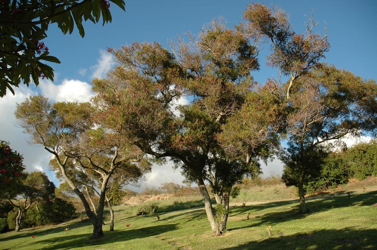 Acacia 5