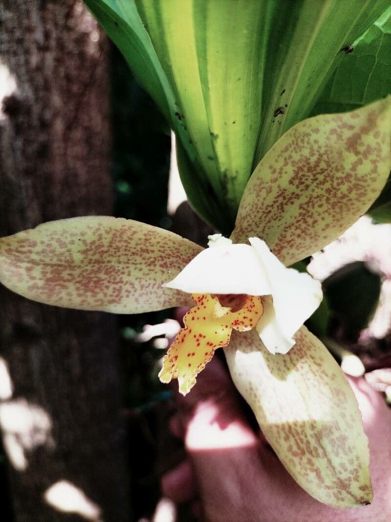Lycaste 3