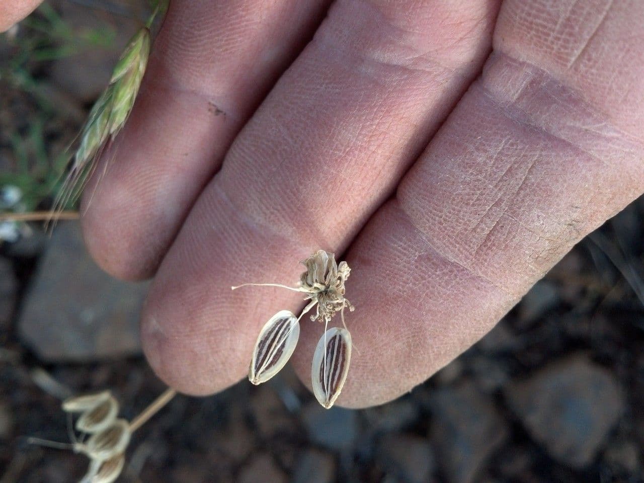 Lomatium