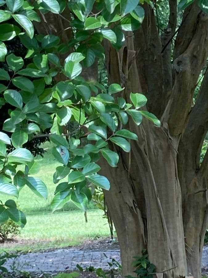 Lagerstroemia 21